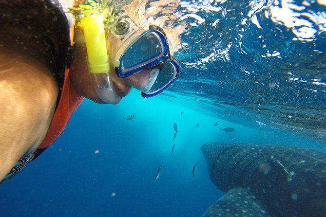 Private Whale Shark Tour from Cancun - Who This Private Whale Shark Tour Is Best For