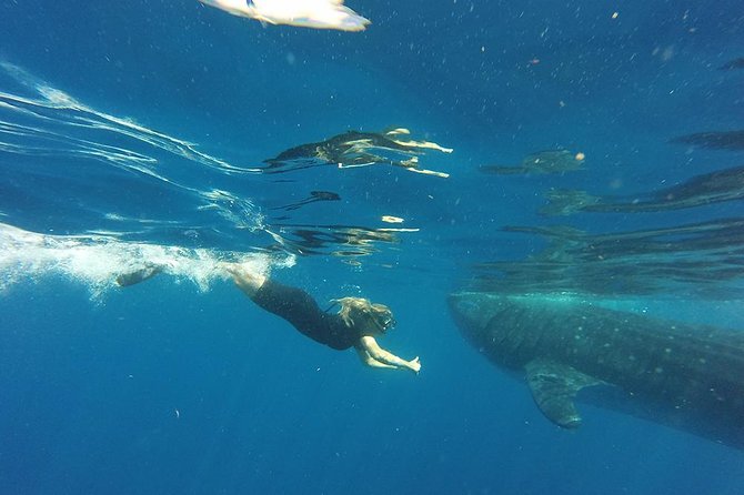 Private Whale Shark Tour from Cancun - Booking Timing, Weather, and What to Expect From the Day