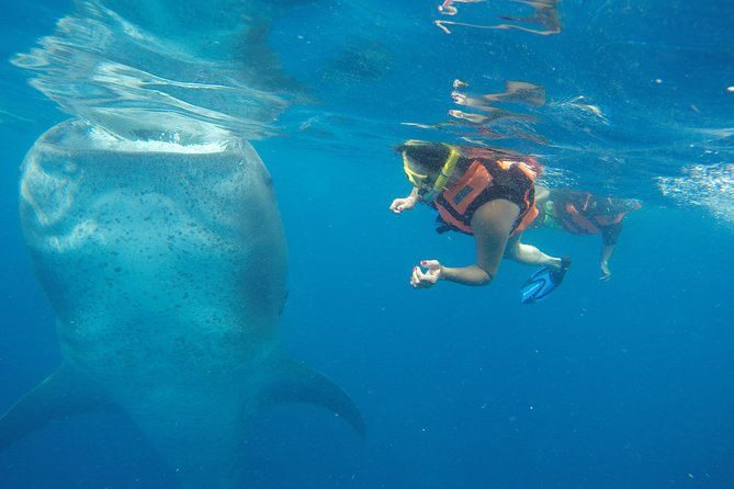 Private Whale Shark Tour from Cancun - Your Own Boat From Cancun: Space, Comfort, and Less Hassle