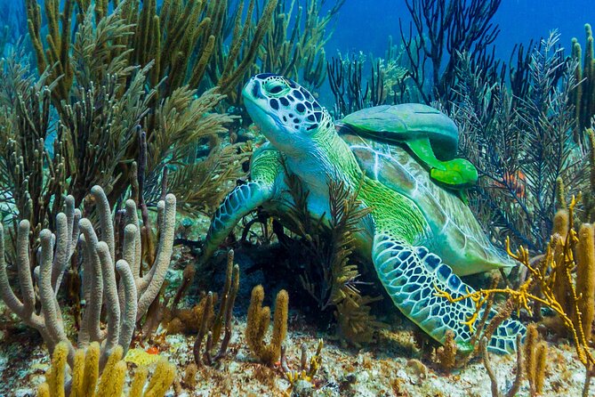 Puerto Morelos Catamaran Reef Sail and Snorkel - The value math: $120 plus the reef and dock fees