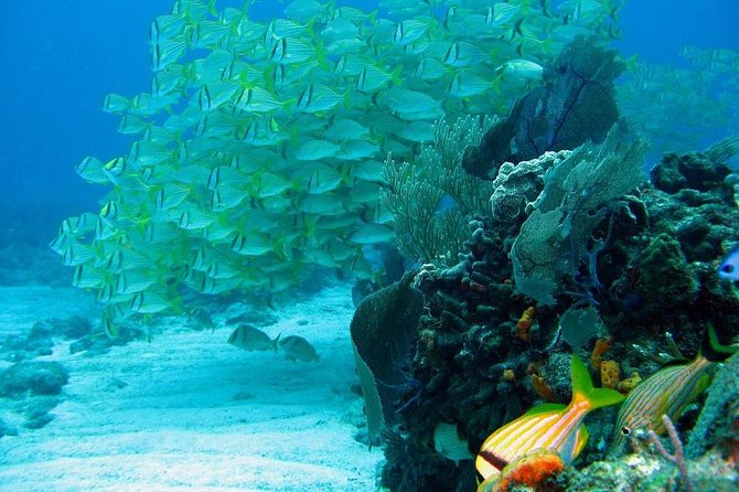 Puerto Morelos Reef Snorkeling Tour with Lunch - Why Puerto Morelos Reef Snorkeling Is Built for Real Wildlife Time