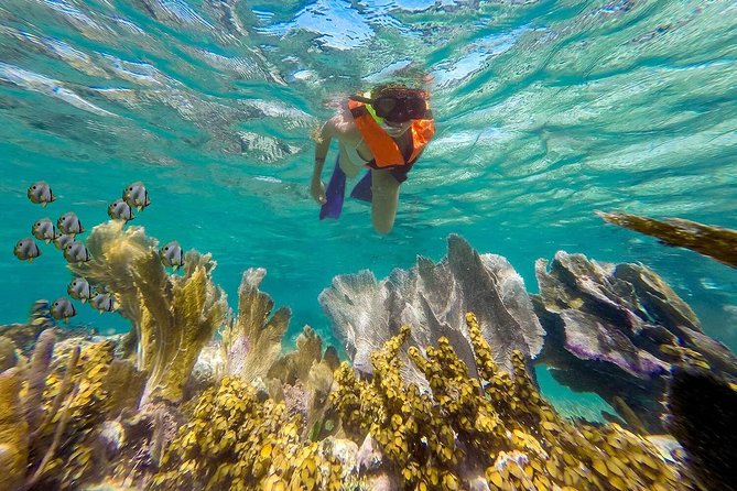 Puerto Morelos Reef Snorkeling Tour with Lunch & Hotel Pickup - Marine Life You Can Look For (and How to See More)