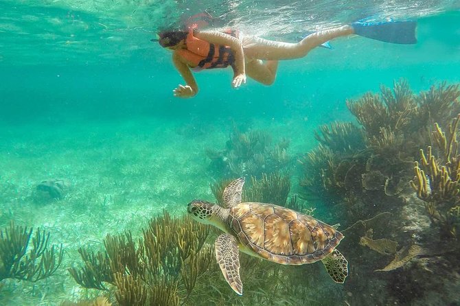 Puerto Morelos Reef Snorkeling Tour with Lunch & Hotel Pickup - Who This Tour Works Best For (and Who Should Skip It)