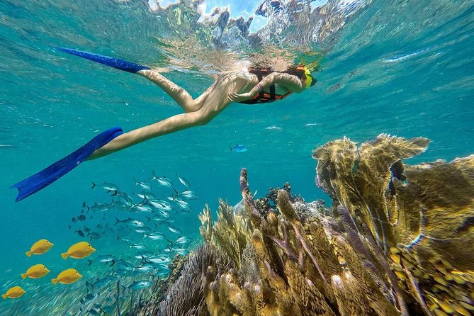 Puerto Morelos Reef Snorkeling Tour with Lunch & Hotel Pickup - Price and Logistics: The Real Cost Check Before You Book