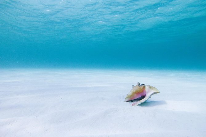 Puerto Morelos Secret Sandbar Catamaran Sail - The sandbar stop: shallow water, floating mats, and paddle boards