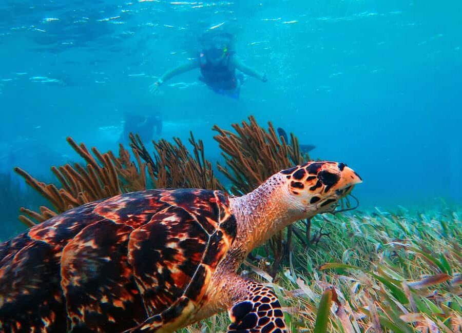 Puerto Morelos: Snorkel, Town Walk, Tequila & Beach Lunch - Free time in Puerto Morelos: shops, strolls, and beach vibes