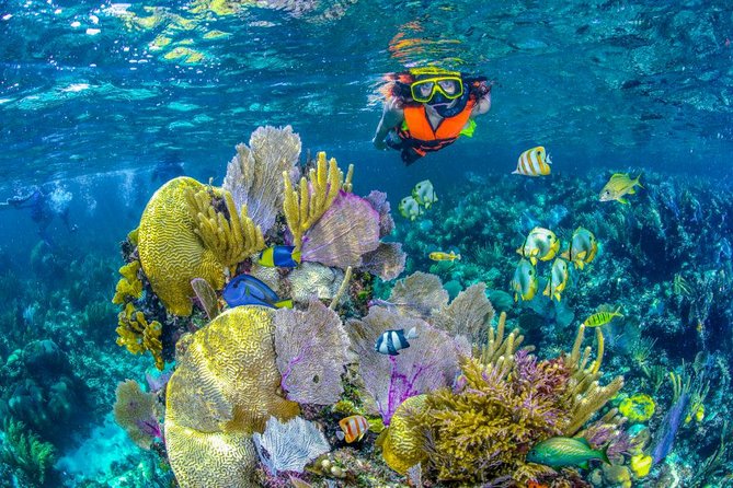 Reef Snorkel In National Park In Puerto Morelos With Lunch And Transportation - Why Puerto Morelos Snorkeling Feels Worth It From Cancun