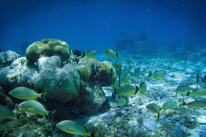 Reef Snorkel In National Park In Puerto Morelos With Lunch And Transportation - Snorkeling the National Reef Park: Fish, Coral, and Guided Control