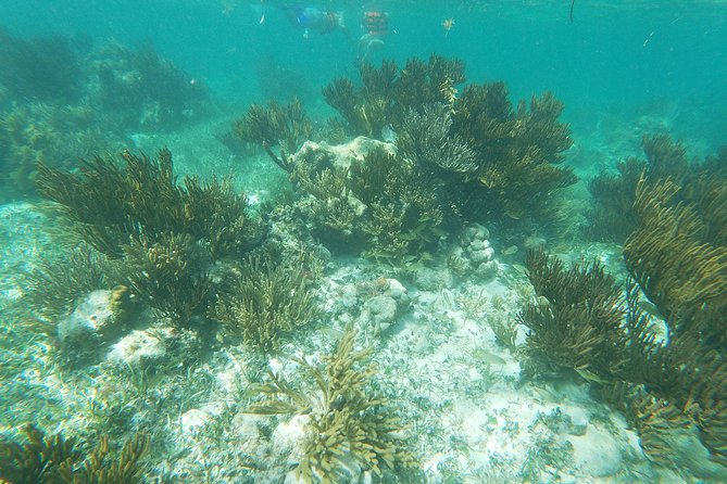 Reef Snorkel, underwater adventure in Puerto Morelos With Transportation & Lunch - National Reef Park of Puerto Morelos: what the snorkel stop is really like