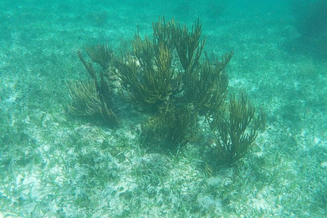 Reef Snorkel, underwater adventure in Puerto Morelos With Transportation & Lunch - Snacks and lunch at a private restaurant, plus the small extras