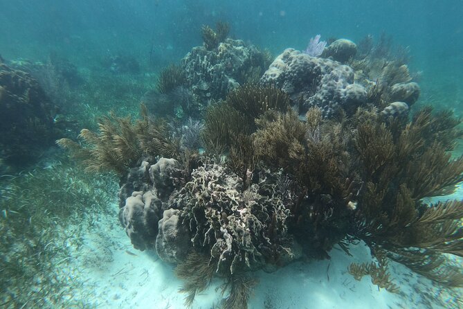 Reef Snorkel, underwater adventure in Puerto Morelos With Transportation & Lunch - Price and value: is $44.25 a good deal?