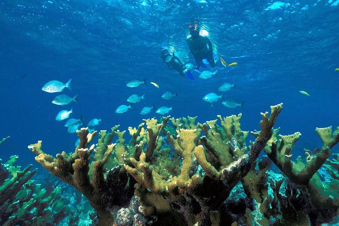 Reef Snorkel, underwater adventure in Puerto Morelos With Transportation & Lunch - Meeting points: what to do if your hotel is not listed