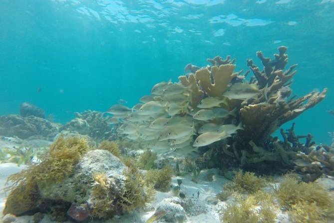 Reef Snorkeling & Jungle Speedboat Adventure with Mayan Ceremony - Lunch, lockers, and small comforts that matter