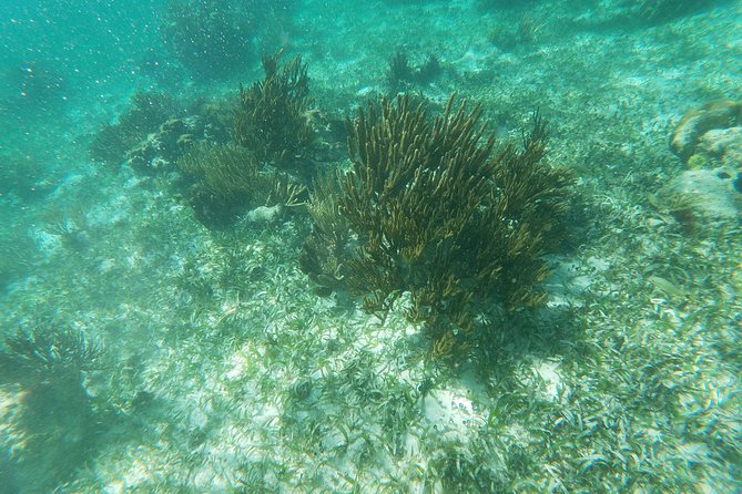 Reef Snorkeling with ATV, Zipline, Cenote that includes lunch and transportation - Stop 3: Zipline Among the Trees (A Different Kind of Adrenaline)