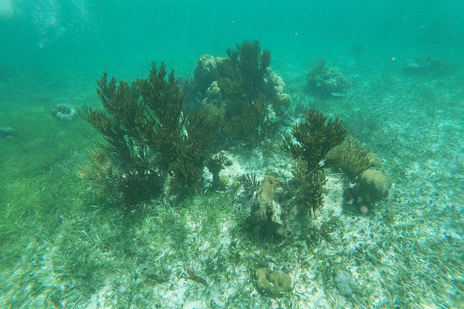 Reef Snorkeling with ATV, Zipline, Cenote that includes lunch and transportation - Stop 4: Cenote Swim and Platform Jumping (Water, Cool Air, and Choice)