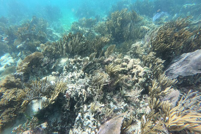 Reef Snorkeling with ATV, Zipline, Cenote that includes lunch and transportation - Photos and Souvenirs: This Tour Actually Offers a Lot of Images