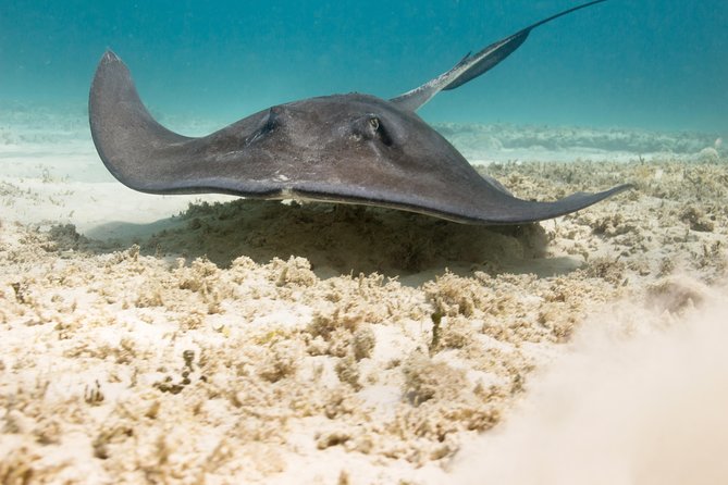 Riviera Maya Luxury Snorkeling Cruise with Lunch and Drinks - Price and value: is $139 a good deal?
