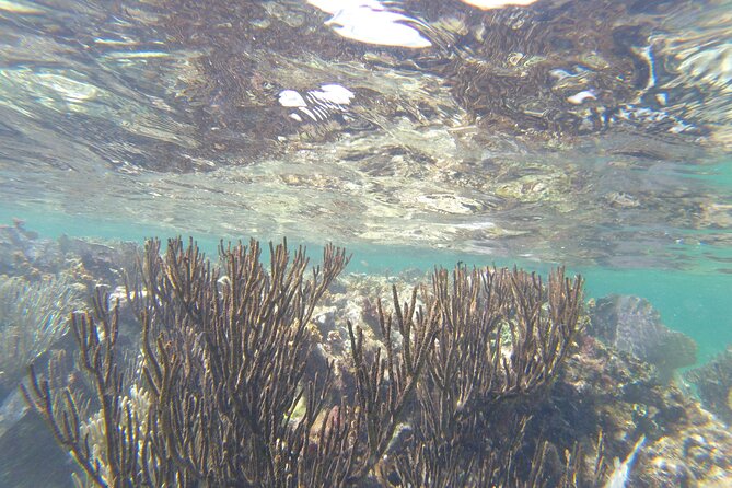 Riviera Maya Snorkeling - Should you book Riviera Maya Snorkeling from Cancun?