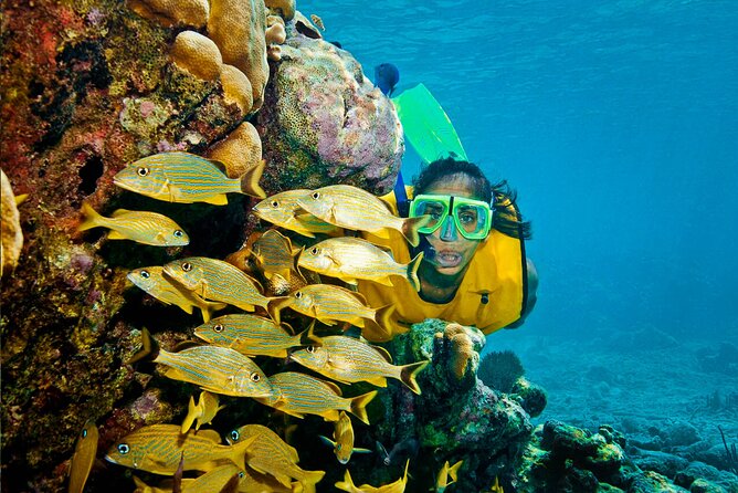 Riviera Maya Snorkeling Adventure: Lagoon, Cenotes Open & Cavern - What you pay for: value breakdown of the $119 price