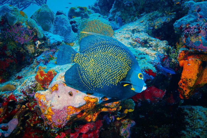 Riviera Maya Snorkeling Adventure: Lagoon, Cenotes Open & Cavern - Who this tour is best for, and who should think twice