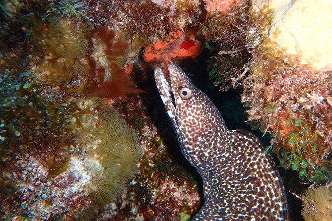 Scuba Diver Certification Course - Small group size means your training doesn’t get watered down