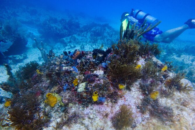 Scuba Diver Certification Course - Day 1 at 8:00 am: classroom training that sets up your water skills