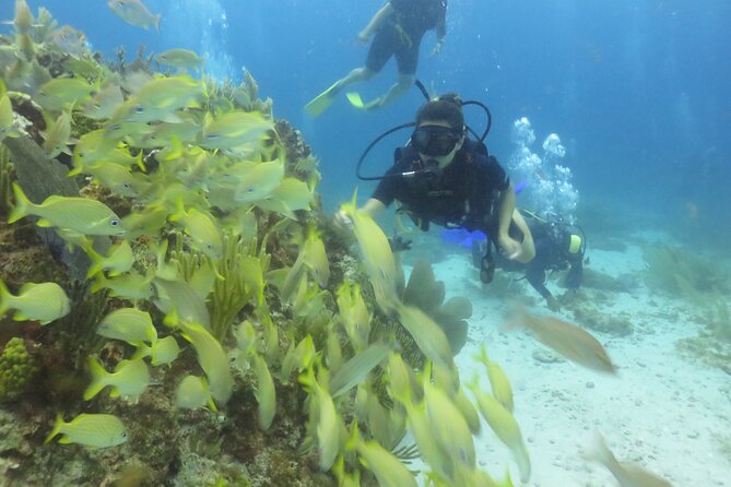 Scuba Diving (1st time) in Cancun Beginner's WELCOMED! - What you are paying for, plus the cash extras at the pier