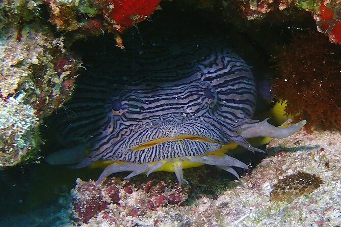 Scuba Diving Adventure WITHOUT CERTIFICATION! Try it today! - The boat ride and how the day flows between two underwater stops
