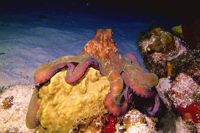 Scuba Diving Adventure WITHOUT CERTIFICATION! Try it today! - MUSA underwater museum: what you see and why it works for beginners