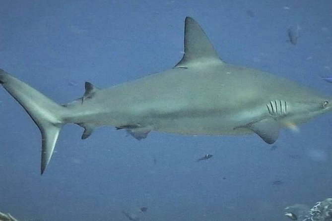 Scuba Diving Adventure WITHOUT CERTIFICATION! Try it today! - Manchones coral reef: the sea life factor you came for