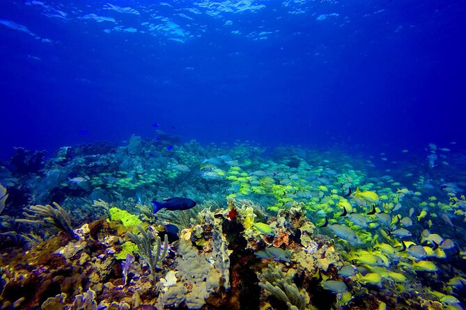 Scuba Diving Adventure WITHOUT CERTIFICATION! Try it today! - Where you start in Centro and what your timing feels like