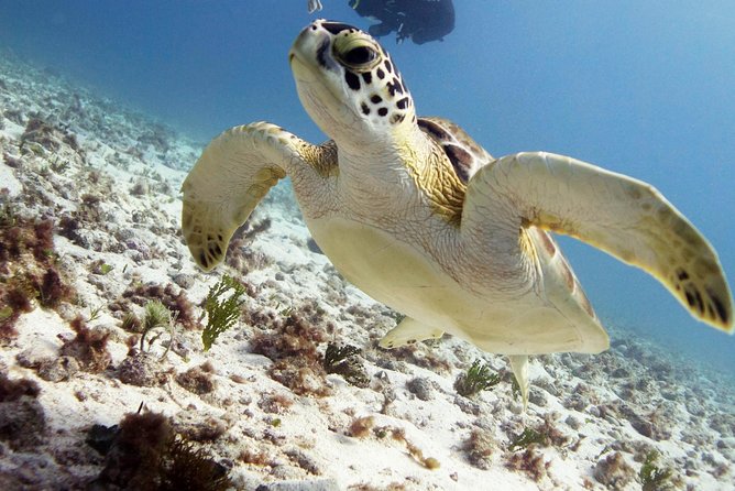 Scuba diving at MUSA the underwater museum for certified divers - Certified scuba only: how to decide if this fits you