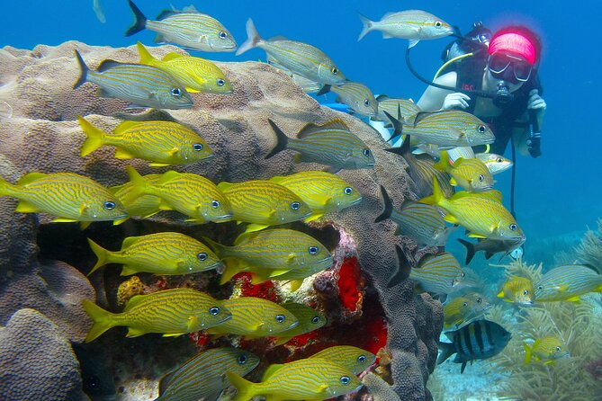 Scuba Diving Under Water Museum and Reef for beginners - MUSA at Cancun: 500+ sculptures you see slowly, not fast
