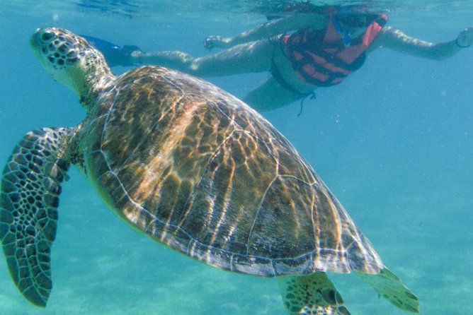 Sea Turtle Snorkeling Ecofriendly Tour from Cancun & Riviera Maya - Stop 3: La Ruta de los Cenotes and Cenote Snorkeling Under Limestone Light