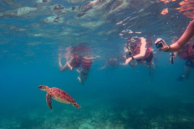 Sea Turtle Snorkeling Ecofriendly Tour from Cancun & Riviera Maya - Gear, Safety, and the Small Details That Make It Easier