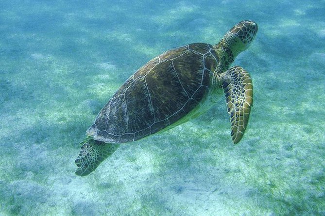 Sea Turtle Snorkeling Ecofriendly Tour from Cancun & Riviera Maya - Who Should Book This Turtle and Cenote Combo