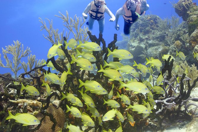 Sea Turtle Snorkeling Ecofriendly Tour from Cancun & Riviera Maya - Should You Book This Sea Turtle Snorkeling Ecofriendly Tour?