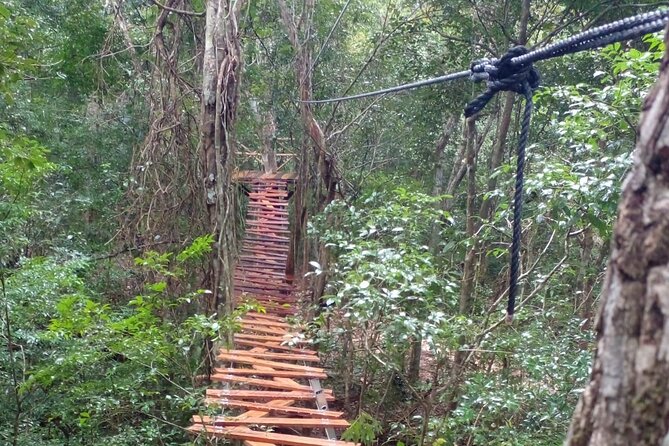 Shared ATV's and Zip Lines and Swimming in a Real Cenote. - Price and value: $72 for three main activities
