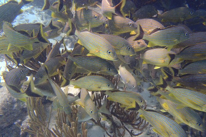 Small-Group Mesoamerican Barrier Reef Snorkeling in Puerto Morelos - Price and Value: Why $45 Can Feel Like a Steal