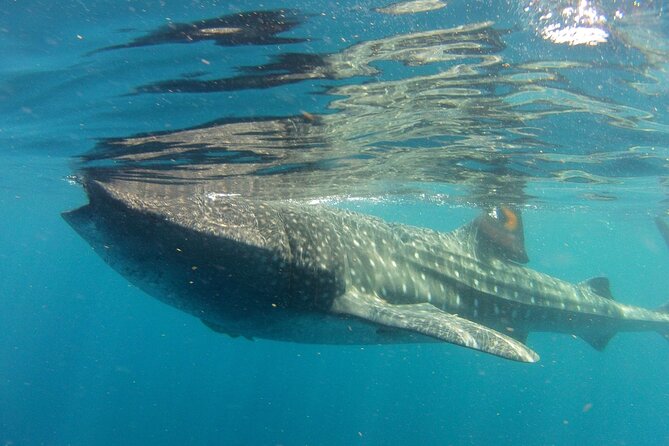 Small-Group Whale Shark and Snorkeling Tour from Cancun - Whale Sharks in Cancun, With Small-Group Focus