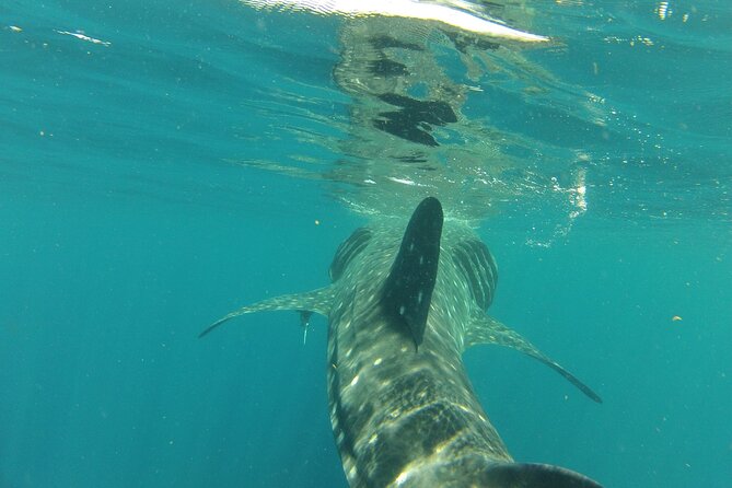Small-Group Whale Shark and Snorkeling Tour from Cancun - Getting to Marazul Group Marina Seca