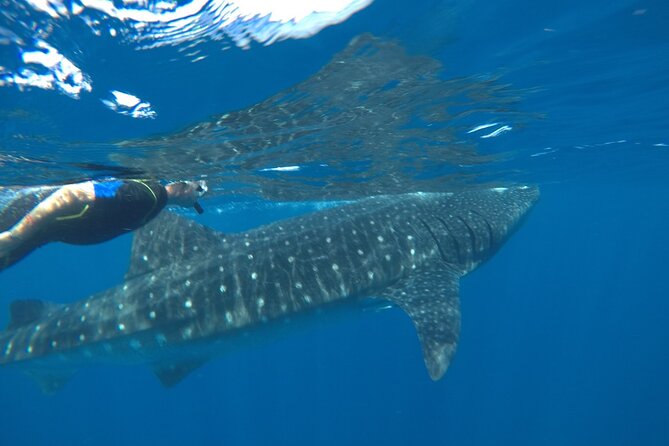 Small-Group Whale Shark and Snorkeling Tour from Cancun - The Boat Ride to the Snorkeling Area