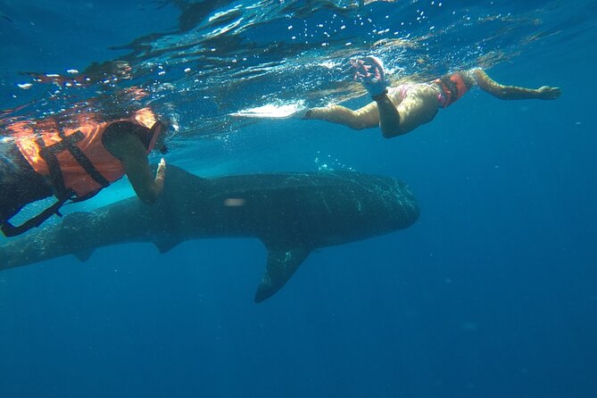 Small-Group Whale Shark and Snorkeling Tour from Cancun - The Snorkeling Session, How the Guide Raises Your Odds