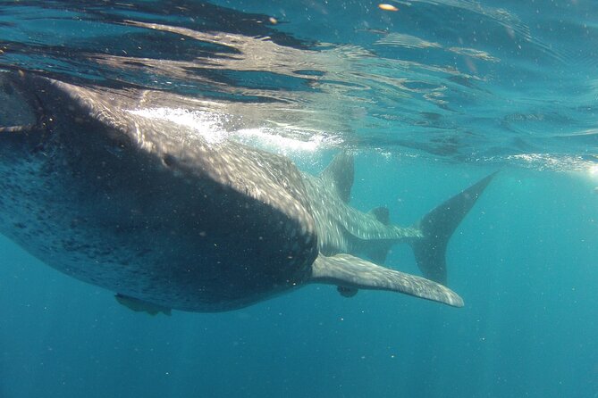 Small-Group Whale Shark and Snorkeling Tour from Cancun - Snorkel Gear and Comfort Details That Matter