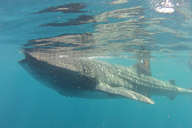 Small-Group Whale Shark and Snorkeling Tour from Cancun - On-Board Food: Sandwiches, Fresh Ceviche, and Cold Drinks