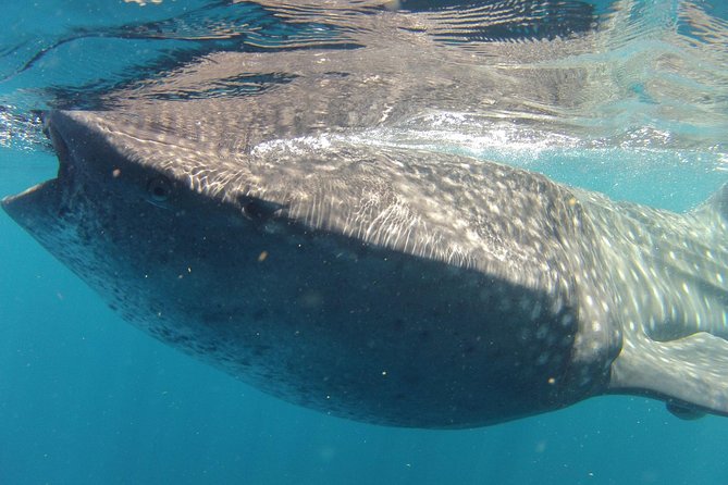 Small-Group Whale Shark and Snorkeling Tour from Cancun - Price and What Makes It Feel Worth It