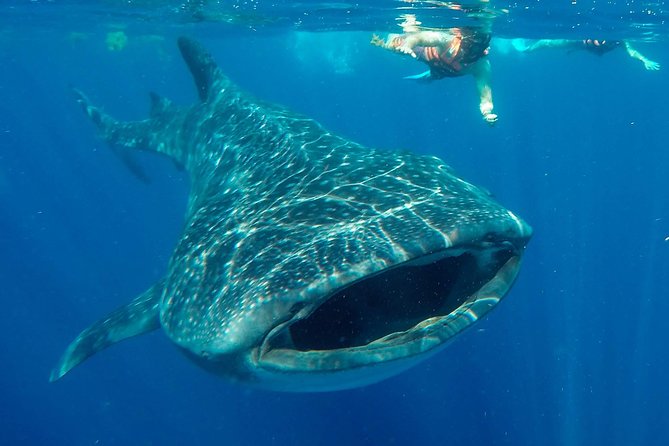 Small Group Whale Shark Encounter - 10 years in business - Key Highlights You Should Know Before You Go
