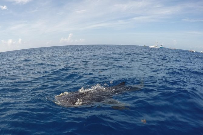 Small Group Whale Shark Encounter - 10 years in business - Breakfast, Snacks, Drinks, and a Proper Post-Swim Meal