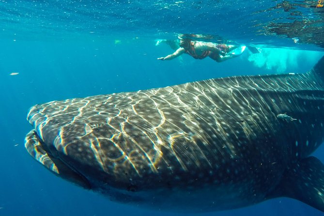 Small Group Whale Shark Encounter - 10 years in business - Price, What You Get for $199, and the $14 USD Fee to Budget For