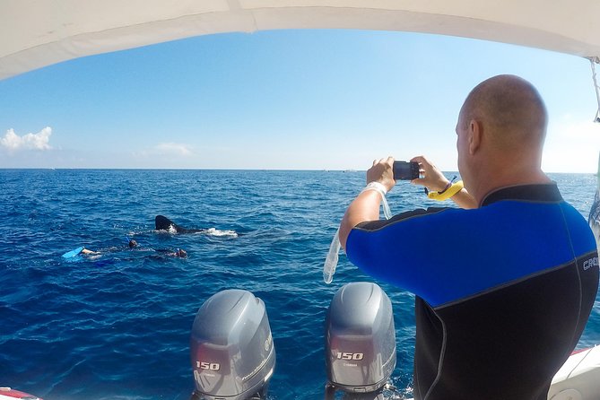 Small Group Whale Shark Encounter - 10 years in business - Who This Whale Shark Encounter Is Best For (and Who Should Skip)